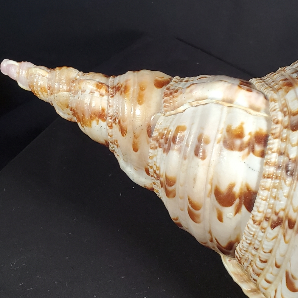Triton's Trumpet Gaint Shell 14" - Picture 8 of 9